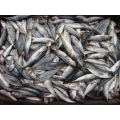 Jack Mackerel Frozen Horse Mackerel Exporters